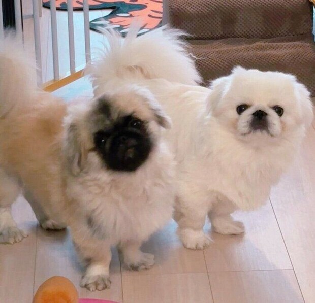 くむくむくん、先住犬・ちゃむちゃむくん