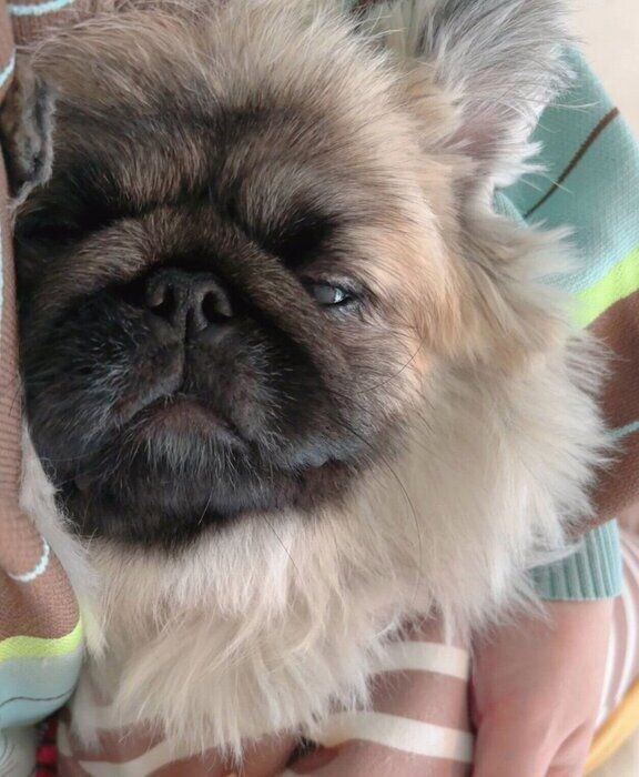 飼い主さんの腕の中でうとうとするくむくむくん