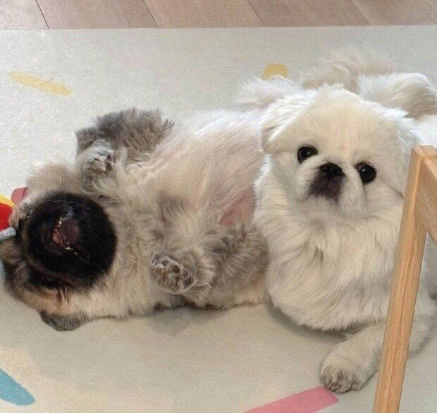 一緒に過ごすくむくむくん、ちゃむちゃむくん