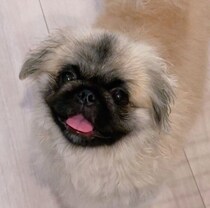 お迎え当初は遠慮がちだった保護犬→8カ月後、“ぱっちりくりくり”の目で甘える無邪気なコに
