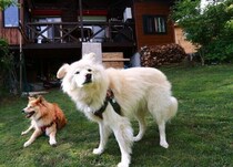 大福と過ごす貴重な時間【穴澤賢の犬のはなし】