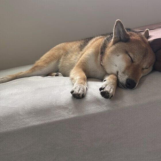 柴 お昼寝中