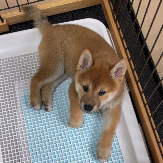 柴 トイレの上