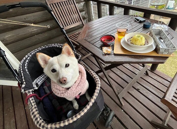 おでかけを楽しむとろろちゃん