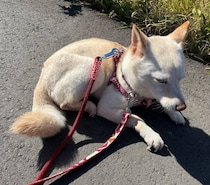 外の世界を怖がっていた元保護犬→お迎えから2年後、“帰宅拒否”するほど散歩を楽しむコに！