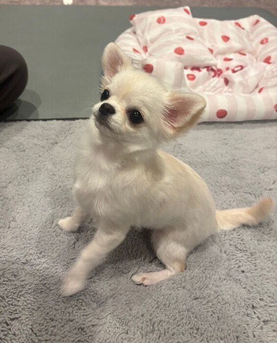 とにかくかわいいなたりーちゃん