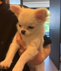 「寂しそうに飼い主を見送っていた」子犬のチワワ → 普段の「遊んで食べて全力すぎる」姿にほっこり