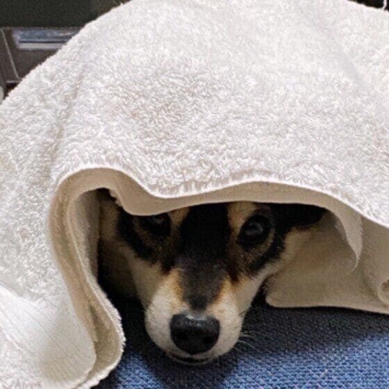 柴 くるまる