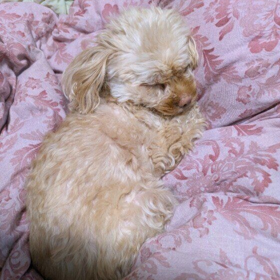 Mix(雑種)小型犬 掛け布団