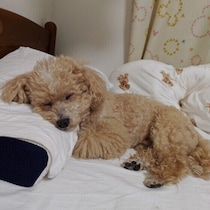 犬が飼い主の布団に潜り込む理由とは？一緒に布団に入りたがるのは安心感を求めているから？