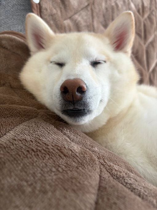 眠っている柴犬