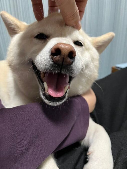 笑顔の柴犬