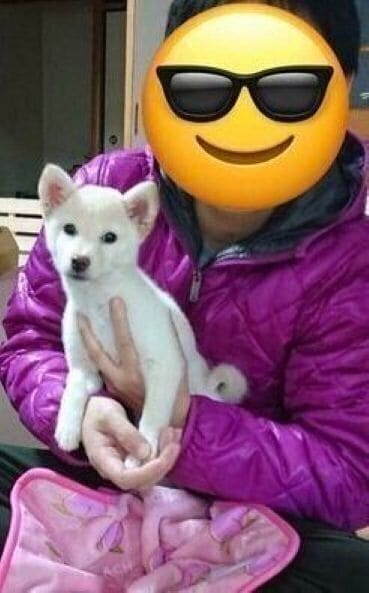 生後4カ月の柴犬