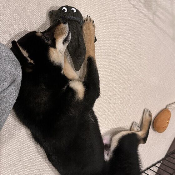 靴下を抱える柴犬