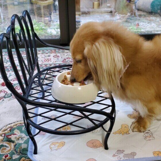 ミニチュア・ダックスフンド 食事がんばりました