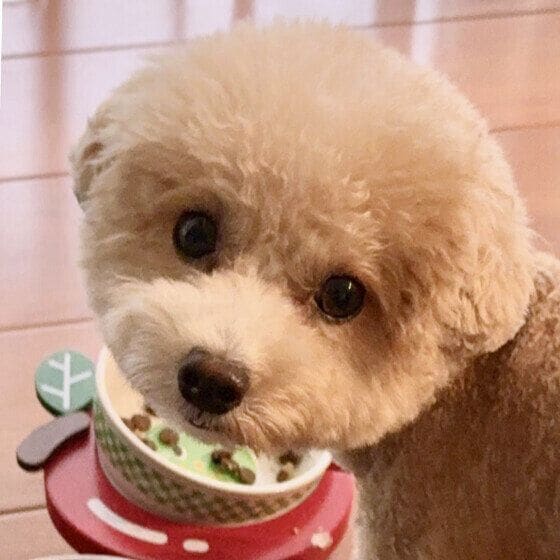 トイ・プードル ごはん中
