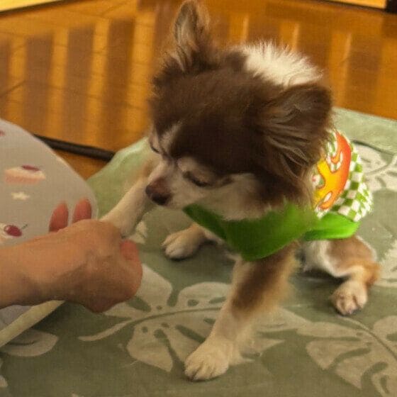 チワワ よくできました