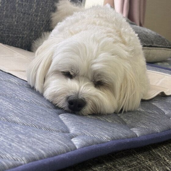 Mix(雑種)小型犬 すやすや