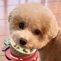 犬が急にごはんを残すのはなぜ？　犬の食欲が落ちたときに考えられる原因と確認ポイント