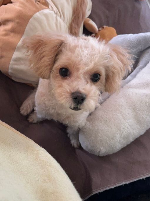 生後5カ月の犬