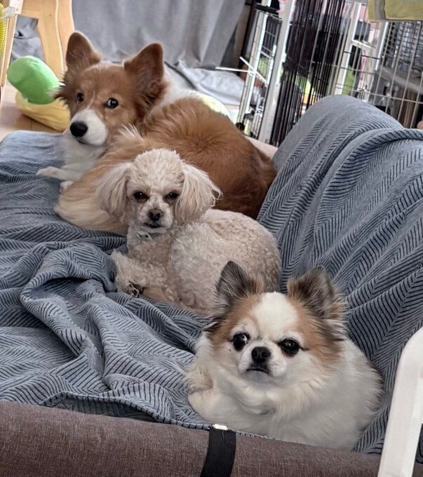 犬(写真真ん中)、コーギー(写真上)、チワワ(写真下)