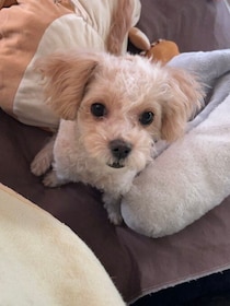 「とてもヤンチャだった」生後5カ月子犬は約2年後→明るい性格の甘えん坊に成長　飼い主さん寄り添い心の支えに