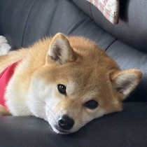 犬は恥ずかしくない？愛犬を理解するために知っておきたい「犬にはない感情」