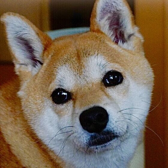 柴 おとぼけ顔