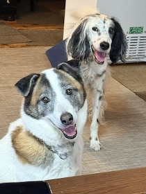 子育てがひと段落したのを機に迎えた保護子犬も10才に！「顔が白くなってきたけれど」変わらず愛情を伝えてくれる姿に感謝が溢れる