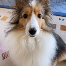 犬が食後に元気をなくす理由と対応は？ 緊急性の高い危険なサインを獣医師に聞いた