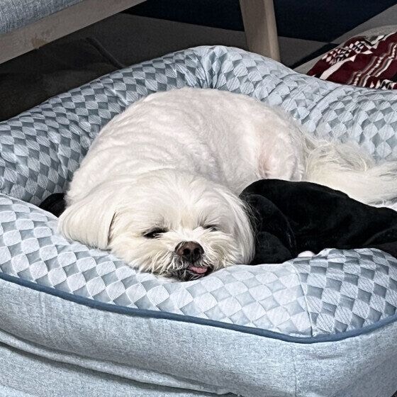新しいベッドを堪能する犬