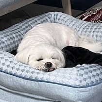 犬がすぐ起きてしまうのはなぜ？犬の眠りが浅くなるときに見られるサインと対処法