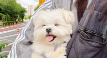 「めちゃくちゃ笑ってる！？」ニコニコ笑顔が可愛い愛犬　ふだんの自由で表情豊かな様子に癒やされる
