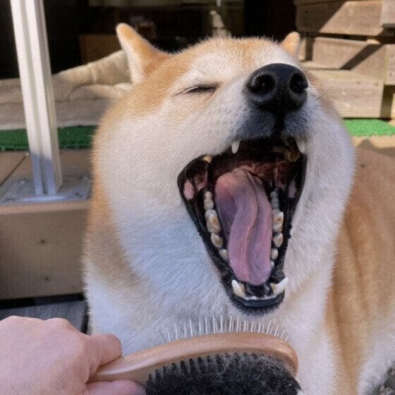 ブラッシングされる柴犬