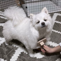 夏の愛犬の皮膚トラブル対策に！夏に差がつくクレンジング＆シャンプーのコツ