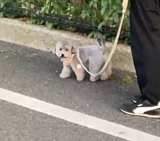 別の日に撮影された動画のひとコマ 何か気配を感じた様子のあたりちゃん