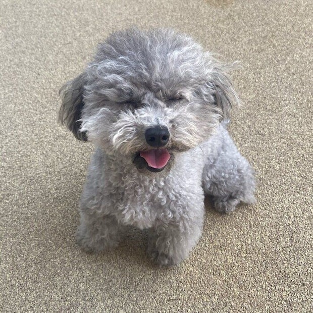 「あたりの笑ったときの表情は本当にたまりません」と飼い主さんが