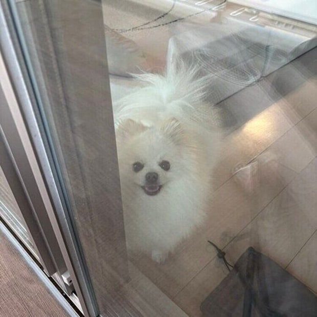 窓越しに飼い主さんを見つめるポメラニアンの天くん