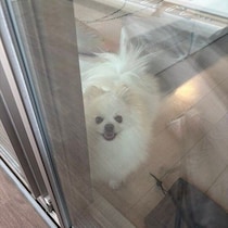 ベランダで涼む飼い主が視線を感じて振り向くと→ニコニコ笑顔のポメラニアンにほっこり