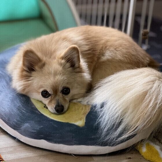 見つめる犬