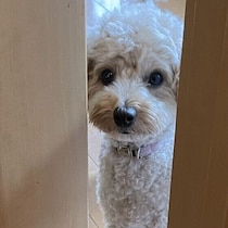 【調査】飼い主さんがイライラすると犬がそばを離れる？　行動からわかる心理を獣医師が解説