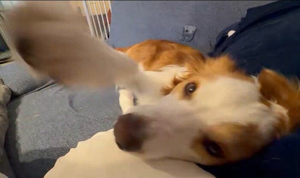 飼い主さんがなでるのをやめるとパンチが!