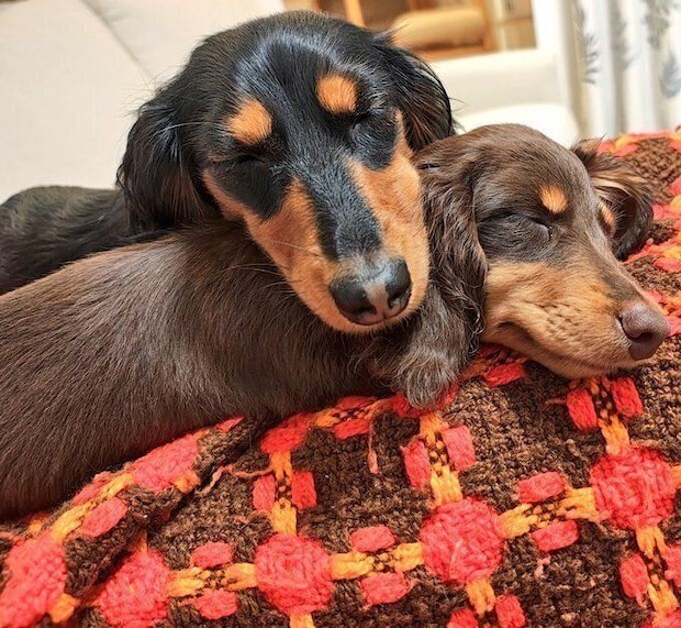 2,700件を超える「いいね」が寄せられた愛犬たちの写真(2026年6月21日時点)