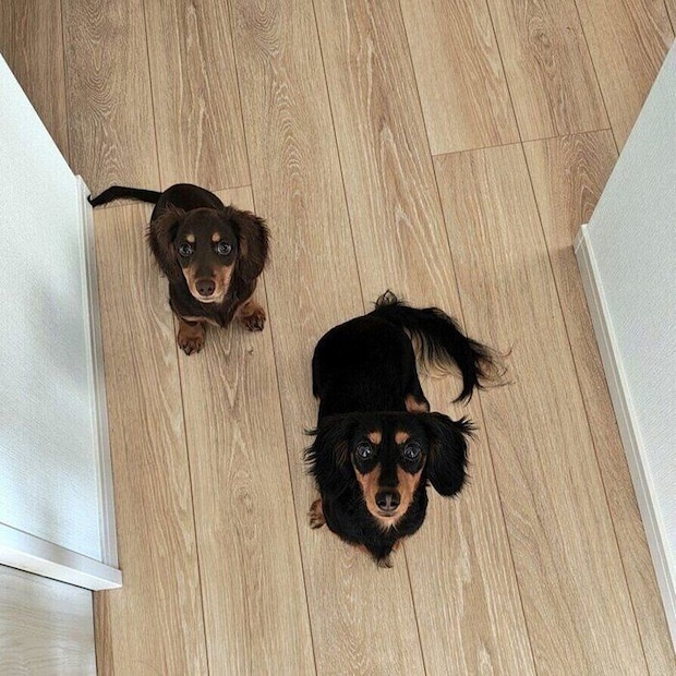 飼い主さんを見上げる愛犬たち