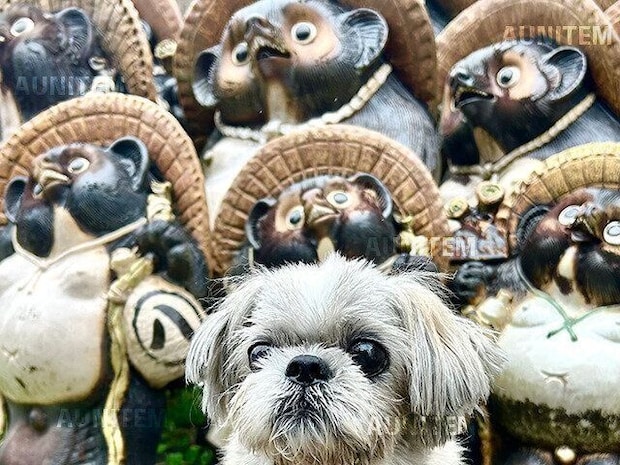 シーズー犬マンガてんぽshihtzu