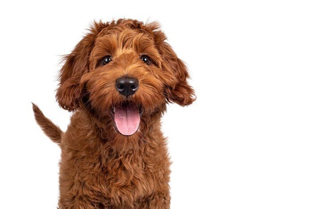 舌を出す犬