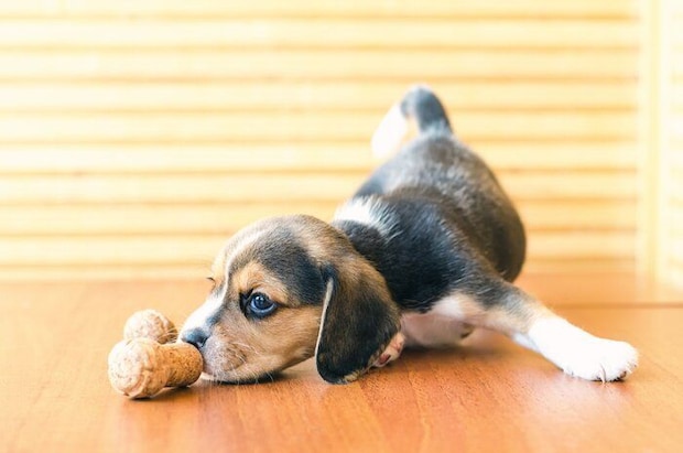 遊ぶ子犬