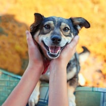 意外と知らない？犬がかかりやすい病気　人との違いと注意点を解説