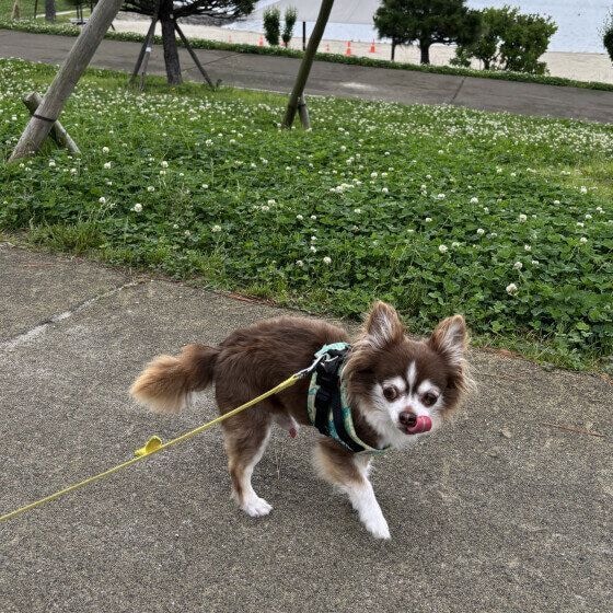 チワワの楽しいお散歩風景