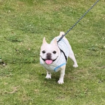 散歩中に犬が飼い主さんをチラチラ見る理由　何度も飼い主さんを振り返るのはなぜ？